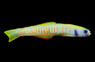 Chinese Zebra Bar Dartfish
