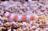 Pinkbar Goby :: 18537