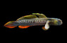 Crested Oyster Goby