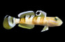 Tiger Wardi Watchman Goby :: 18572