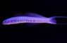 Blue Hana Dartfish :: 18580