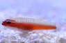 Neon Red Pygmy Goby :: 18629