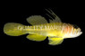 Yellow Green Goby :: 18632