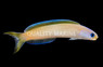 Dusky Tilefish