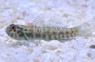 Dotted Dwarf Goby :: 18679