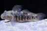 Mud Reef Goby :: 18681