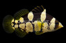 Spotted Soapfish