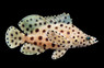 Panther Grouper