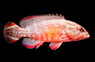 Darkfin Grouper