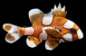 Harlequin Sweetlips