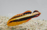 Orange Striped Sweetlips Grunt :: 19509