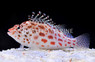Pixie Hawkfish