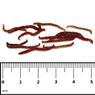 Gamma Bloodworm Blister Pack :: 0729130