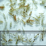 Gamma Brine Shrimp Plus Spirulina Blister Pack :: 0729160