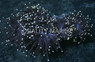 Orange Tip Black Tentacle Torch Coral :: 52369