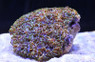 Green Pearl Bubble Coral :: 52420