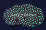 Green Red Rim War Coral :: 52424
