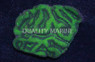 Green Australomussa Brain Coral :: 52459
