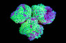Ultra Green & Purple Marbled Branching Hammer Coral :: 52480