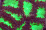 Green Blastomussa Wellsi Coral :: 52482