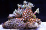 Multicolor Actinodiscus Mushroom :: 55547