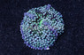Green/Blue Ricordea Mushroom :: 55553