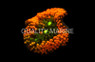 Orange/Green Ricordea Mushroom :: 55554