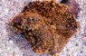 Orange/Gold Ricordea Yuma Mushroom (per polyp) :: 55634