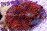 Red Ricordea Yuma Mushroom (per polyp) :: 55635