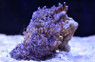 Blue Long Stem Waving Hand Coral :: 55639