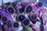 Yellow Rim People Eater Colony Polyp :: 55644