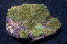 Green Ricordea Yuma Mushroom   :: 55647
