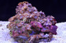 Eye of Jabba Colony Polyp :: 55663