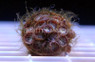 Gold Caledonian Colony Polyp :: 55683