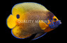 Blueface Angelfish, Adult