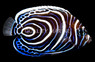 Emperor Angelfish, Juvenile