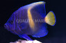 Maculosus Angelfish, Sub Adult :: 10067