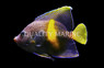 Maculosis Angelfish, Adult