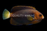 Pygmy Yellowtail Angelfish