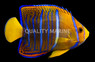Passer Angelfish