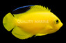 Woodheads Angelfish  