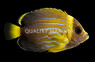 Bluestriped Angelfish, Juvenile