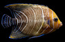 Koran Angelfish, Sub-Adult
