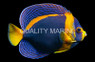 Scribbled Angelfish :: 10119