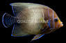 Koran Angelfish