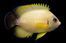 Lemon Peel Hybrid Half Black Angel, Bali Aquarich :: 10133