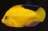 Woodheads Angelfish   :: 10151