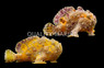 Anglerfish, Assorted :: 10503