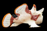 Wartskin Anglerfish