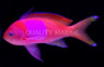 Squareback Anthias, Male :: 11024